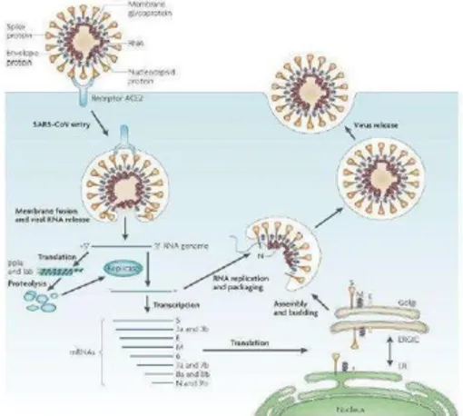 Gambar 2.1 Siklus hidup Coronavirus (SARS) 