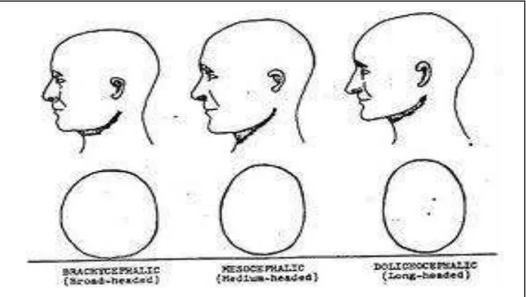 Gambar 3. Bentuk morfologi wajah  manusia 