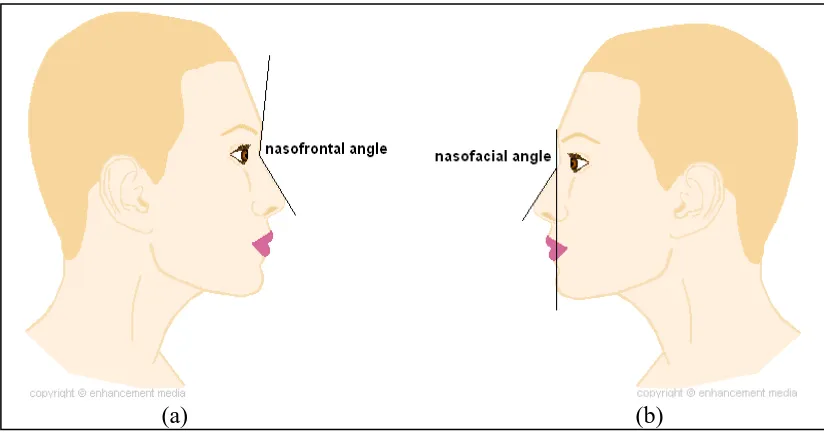 Gambar 6.   Analisis   hidung   secara   fotometri  lateral.  (a)  Sudut  nasofrontal  (b)  Sudut           nasofacial.25 
