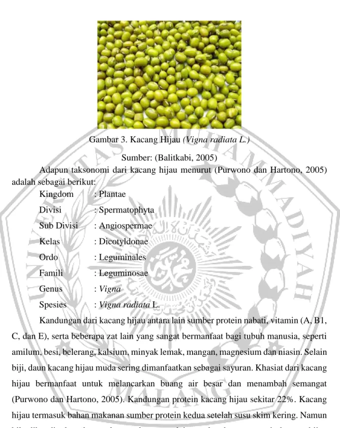 Gambar 3. Kacang Hijau (Vigna radiata L.)  Sumber: (Balitkabi, 2005)   