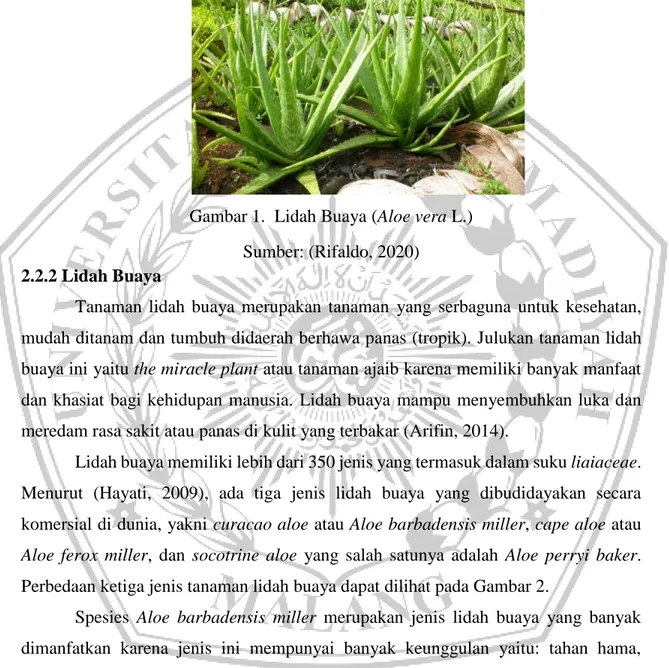 Gambar 1.  Lidah Buaya (Aloe vera L.)  Sumber: (Rifaldo, 2020)   2.2.2 Lidah Buaya 