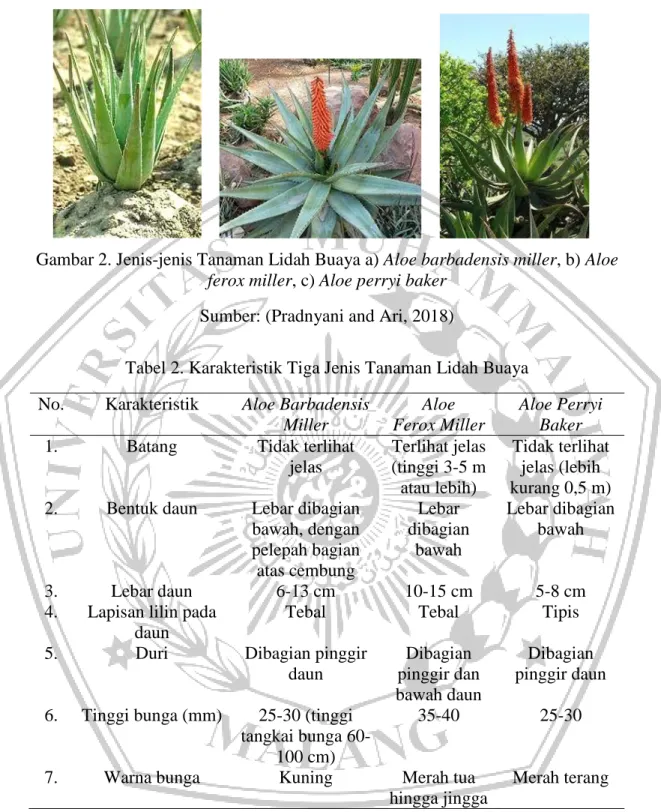 Gambar 2. Jenis-jenis Tanaman Lidah Buaya a) Aloe barbadensis miller, b) Aloe           ferox miller, c) Aloe perryi baker 