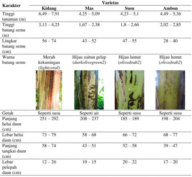 Tabel 1. 42 karakter morfologi dari empat varietas pisang Musa acuminata Colla 