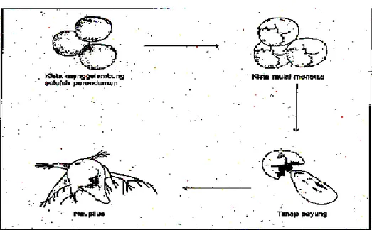 Gambar 2. Tahap penetasan Artemia salina Leach 
