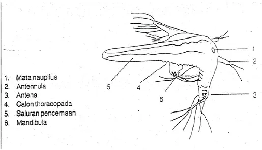 Gambar 3. Morfologi Nauplius Artemia salina Leach  