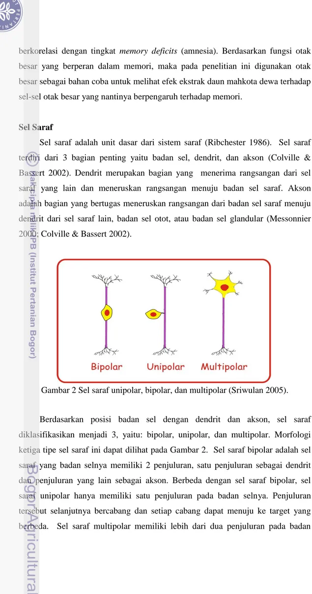 Gambar 2 Sel saraf unipolar, bipolar, dan multipolar (Sriwulan 2005). 