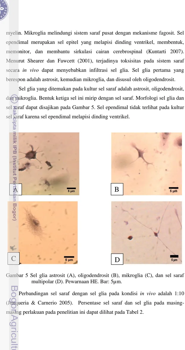 Gambar  5  Sel  glia  astrosit  (A),  oligodendrosit  (B),  mikroglia  (C),  dan  sel  saraf  multipolar (D)