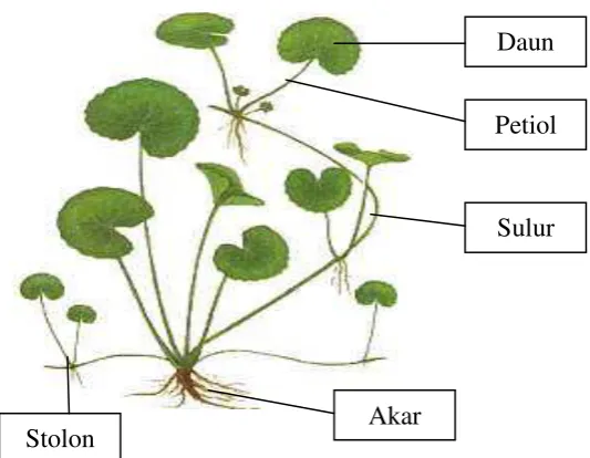 Gambar 2.1.  Pegagan (Centella asiatica) 