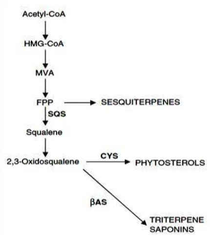 Gambar 2.3.  Biosintesis Triterpen Saponin Keterangan:  SQS = squalene synthase, CYS = cycloartenol synthase,  βAS = β-amyrin synthase 
