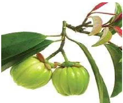 Gambar 1: Foto buah Asam Gelugur 