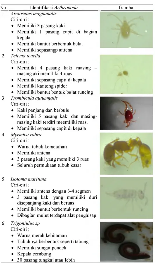 Tabel 4.  Identifikasi jenis Arthropoda beserta gambamya yang terdapat pada  lahan aplikasi dan tanpa aplikasi TKKS.