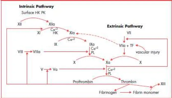 Gambar 2.5. Regulasi dari fungsi prokoagulan sel tumor dan sel endotelial dalam patogenesis 
