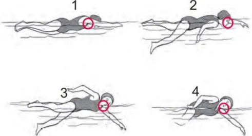 Gambar 1. Gaya Crawl  Berikut ini teknik cara dalam berenang gaya bebas: 