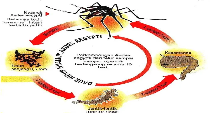 Gambar 2.1  Siklus Hidup Nyamuk Aedes aegypti 