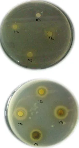 Gambar hasil uji aktivitas antibakteri obat kumur terhadap bakteri  minggu ke-12 