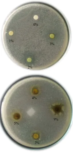 Gambar hasil uji aktivitas antibakteri obat kumur terhadap bakteri Streptococcus mutans minggu ke-12   