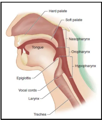 Gambar 2.1 :  Anatomi saluran pernafasan atas (potongan sagital)32