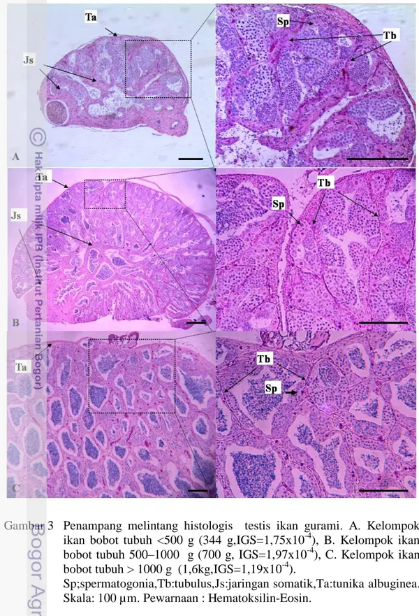 Gambar 3   Penampang  melintang  histologis    testis  ikan  gurami.  A.  Kelompok  ikan  bobot  tubuh  &lt;500  g  (344  g,IGS=1,75x10 -4 ),  B