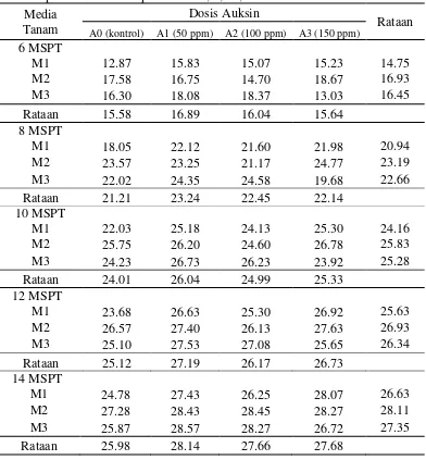 Tabel 1. Rataan pertambahan tinggi bibit (cm) pada perlakuan media tanam dan pemberian auksin pada umur 6, 8, 10, 12 dan 14 MSPT 