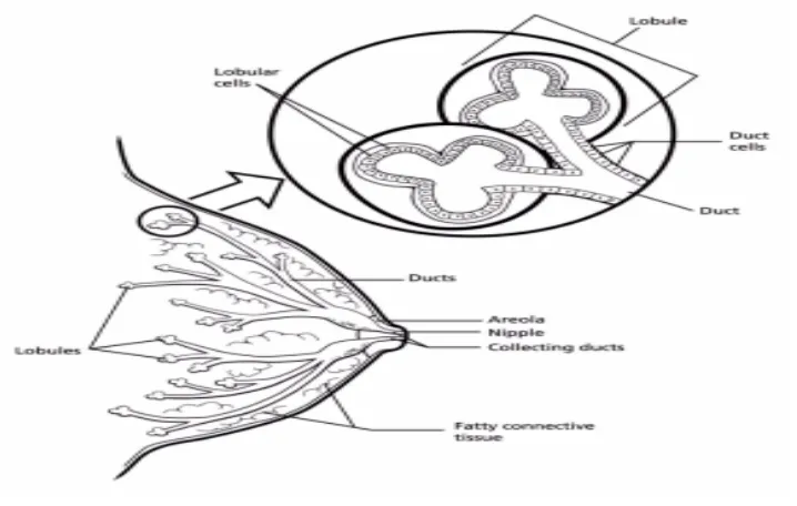 Gambar 2.1. Anatomi payudara (American Cancer Society, 2013) 