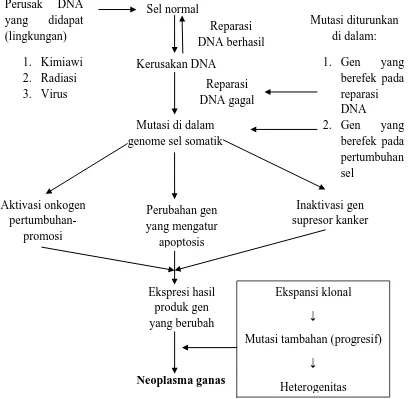 Gambar 2.2. Patogenesis neoplasia (Aziz dalam Prawirohardjo, 2006) 
