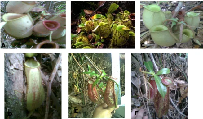 Gambar 2.  [A]  Kantong N. ampularia hijau dengan peristom merah, [B] Kantong N. ampularia batik(  hijau  berbercak  merah  kecoklatan),  [C]    Kantong  N