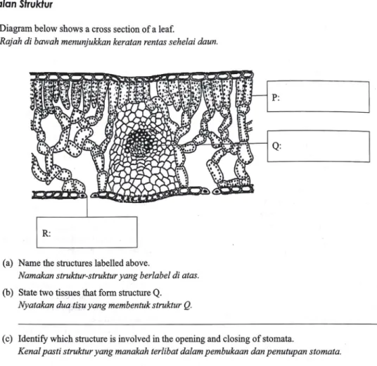 1  Diagram below shows a cross section of a leaf. 
