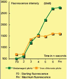 Gambar 2. Kurva fluoresensi klorofil pada tanaman anggur yang mengalami defisiensi Fe dan yang tidak mengalami defisiensi Fe (New Ag International, 2009)