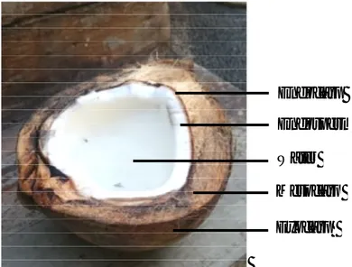 Gambar 2.1 komposisi buah kelapa 