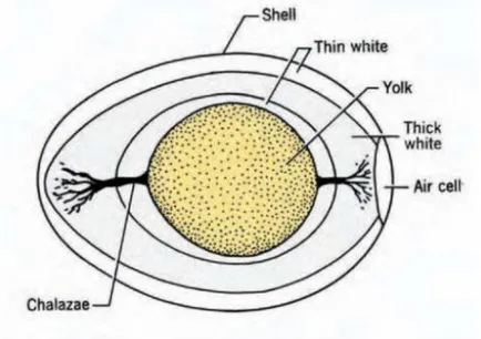 Gambar 1. Komponen Telur (Wayne Gisslen, 1998)