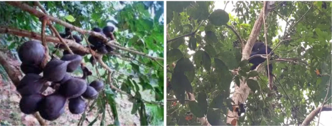 Gambar 3. Buah Jengkol           Gambar 4. Pemanenan Buah Jengkol  Jengkol  yang  memiliki  nama  latin  Pithecollobium  jiringa  atau  Pithecollobium  Labatum,  merupakan  buah  yang  terkenal  dengan  aromanya  yang  khas  dan  banyak  dihindari  sebagia