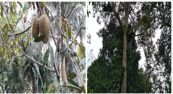 Gambar 7. Buah Durian                            Gambar 8. Pohon Durian 