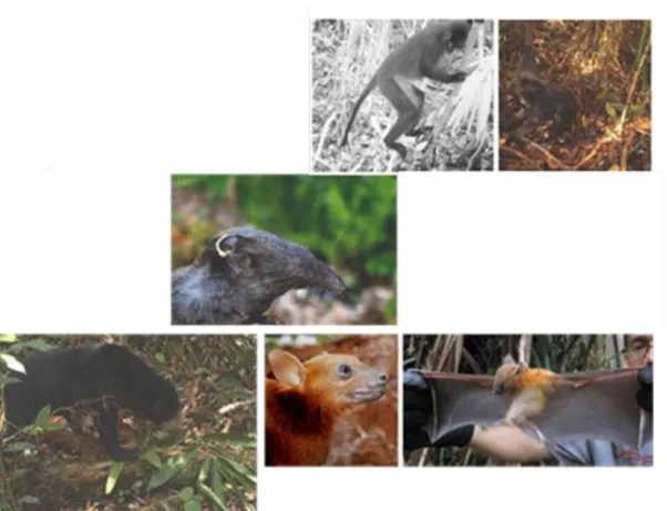 Gambar 7. Mammals and Birds in Bukit Batu Area of Giam Siak Kecil 2012  SIMPULAN 