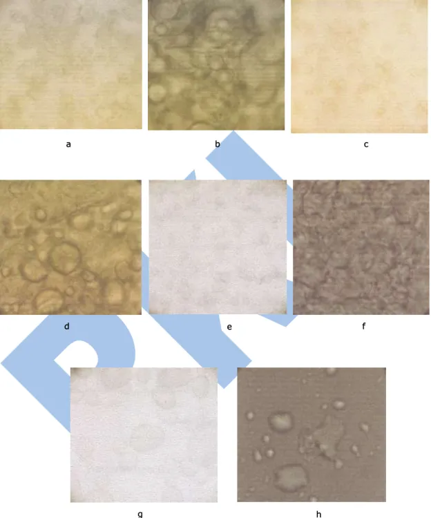 Gambar 5.  Hasil photomicrograph granula pati (a) ubi jalar sebelum modifikasi; (b) ubi jalar sesudah modifikasi; (c) ubi kayu sebelum modifikasi; (d) ubi kayu sesudah modifikasi; (e) jagung sebelum modifikasi; (f) jagung sesudah modifikasi; (g) kentang se