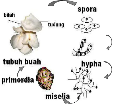 Gambar 1. Siklus hidup jamur tiram 
