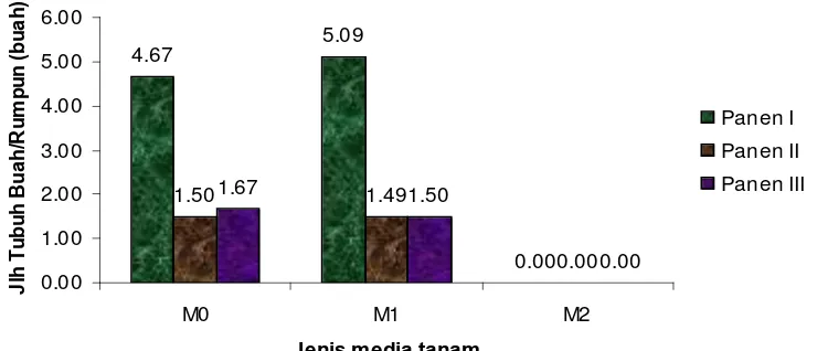 Gambar 5. Histogram hubungan antara jenis media tanam dengan jumlah  tubuh/rumpun jamur tiram putih pada perioide panen I sampai dengan panen III