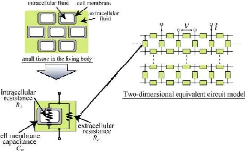 Gambar 2.4 Model impedansi  rangkaian listrik tubuh (Pandya, 2010) 