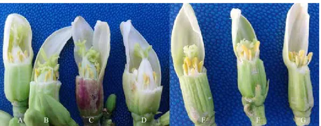 Gambar 4.  Keragaman morfologi bunga pepaya hermaprodit. (A) bunga pepaya Merah  Delima, (B) pepaya Sicincin, (C) pepaya tangkai ungu, (D) pepaya Dampit, (E)  pepaya Carmelita, (F) pepaya Carmida, dan (G) pepaya Carmina