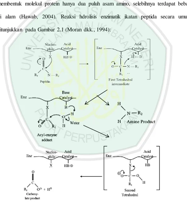 Gambar  2.1. Mekanisme  Umum  Hidrolisis  Enzimatik  Ikatan  Peptida  (Moran  dkk., 1994 dalam Rosliana,  2009:  23) 