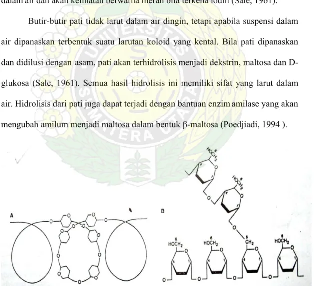 Gambar 1. Struktur    kimia dari (a) Amilosa, (b) Amilopektin (Murray et al., 2003)    