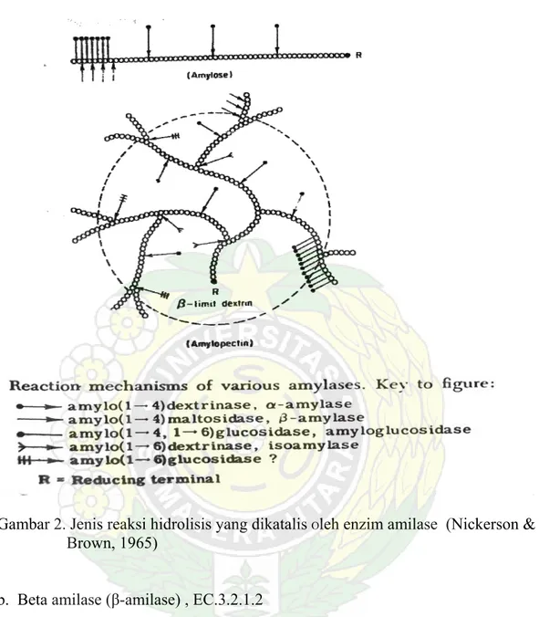 Gambar 2. Jenis reaksi hidrolisis yang dikatalis  O leh enzim amilase  (Nickerson &amp;  