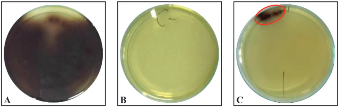 Gambar 1 Hasil  pengamatan  pada  media  Oxford  Keterangan:  (A)  Kontrol  positif;  (B)  Kontrol  negatif;  (C)  Sampel terduga Listeria spp