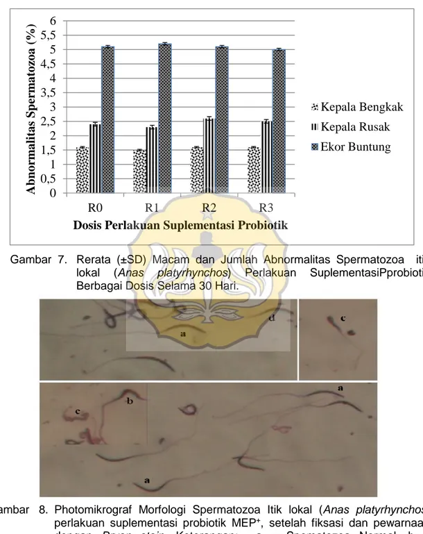 Gambar  7. Rerata  (±SD) Macam  dan  Jumlah  Abnormalitas  Spermatozoa    itik lokal  (Anas  platyrhynchos)  Perlakuan SuplementasiPprobiotik Berbagai Dosis Selama 30 Hari.