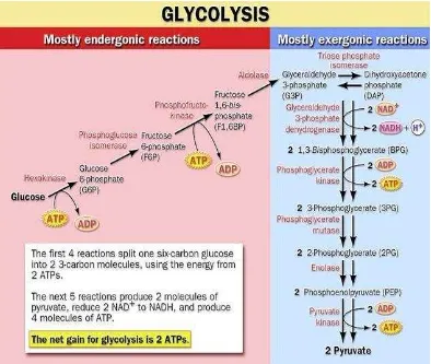 Gambar 3. Diagram alir proses glikolisis 