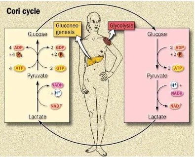 Gambar 3. Siklus asam laktat atau siklus Cori 