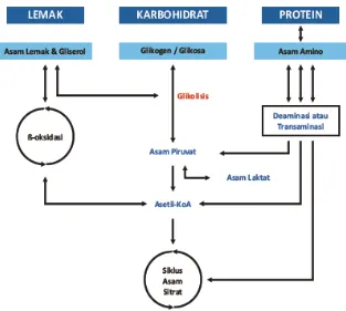 Gambar 2. Proses metabolisme secara aerobik 