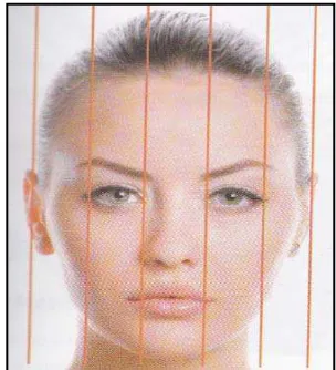 Gambar 1 menunjukkan gambaran proporsi wajah secara horizontal. 