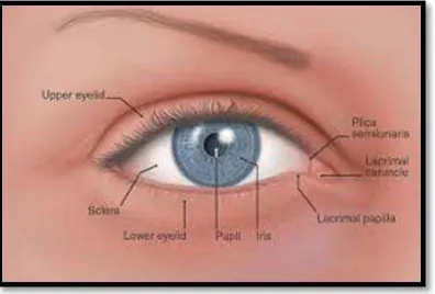 Gambar 5. Anatomi mata : pupil 36 