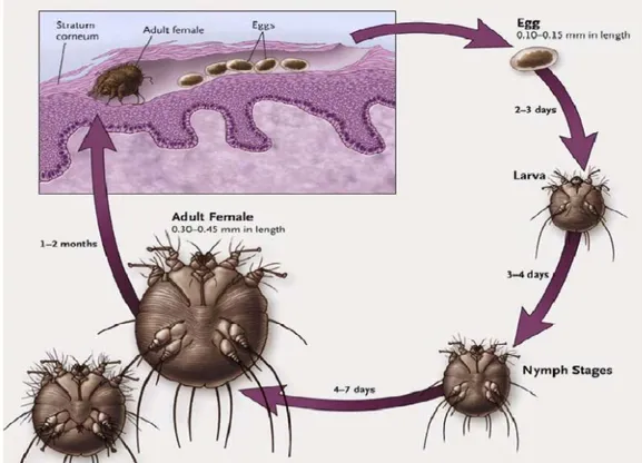 Gambar 4. Siklus hidup Sarcoptes scabiei  Sumber : http://www.stanford.edu, 2011 