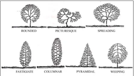 Gambar 1  Bentuk dasar tajuk pohon (Sumber: Booth 1983) 